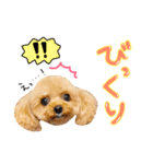 まいにちトイプードル（1）（個別スタンプ：11）