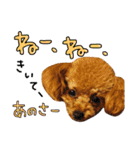 まいにちトイプードル（1）（個別スタンプ：16）
