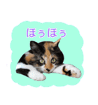 いえねこM（個別スタンプ：25）