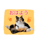 いえねこM（個別スタンプ：34）