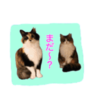 いえねこM（個別スタンプ：36）