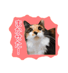 いえねこM（個別スタンプ：39）