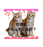 茶トラ＆茶白の涌谷4兄弟スタンプ（個別スタンプ：3）