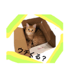 茶トラ＆茶白の涌谷4兄弟スタンプ（個別スタンプ：11）