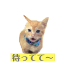 ディランと湯快な仲間たち（個別スタンプ：3）