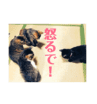 ディランと湯快な仲間たち（個別スタンプ：6）
