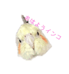 オカメインコのピノとシナモン（個別スタンプ：1）