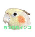 オカメインコのピノとシナモン（個別スタンプ：4）