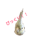 オカメインコのピノとシナモン（個別スタンプ：5）