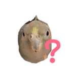 オカメインコのピノとシナモン（個別スタンプ：6）