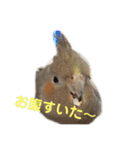 オカメインコのピノとシナモン（個別スタンプ：7）