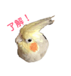 オカメインコのピノとシナモン（個別スタンプ：8）
