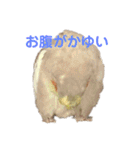 オカメインコのピノとシナモン（個別スタンプ：9）