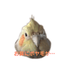オカメインコのピノとシナモン（個別スタンプ：10）