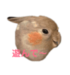 オカメインコのピノとシナモン（個別スタンプ：11）