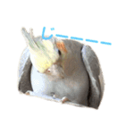 オカメインコのピノとシナモン（個別スタンプ：12）