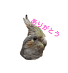 オカメインコのピノとシナモン（個別スタンプ：14）