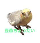 オカメインコのピノとシナモン（個別スタンプ：16）