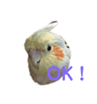 オカメインコのピノとシナモン（個別スタンプ：17）