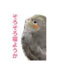 オカメインコのピノとシナモン（個別スタンプ：18）