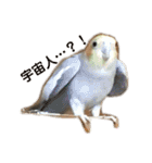 オカメインコのピノとシナモン（個別スタンプ：19）