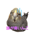 オカメインコのピノとシナモン（個別スタンプ：20）