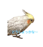 オカメインコのピノとシナモン（個別スタンプ：21）