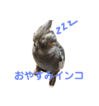 オカメインコのピノとシナモン（個別スタンプ：22）
