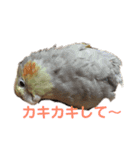 オカメインコのピノとシナモン（個別スタンプ：24）