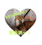 せれなの日常スタンプ（個別スタンプ：12）