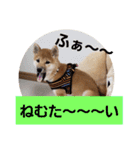 せれなの日常スタンプ（個別スタンプ：19）