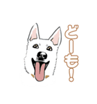 まっしろ珀（個別スタンプ：1）