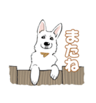まっしろ珀（個別スタンプ：2）