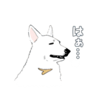 まっしろ珀（個別スタンプ：3）