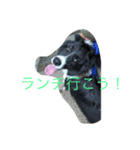 ボーダーコリーオレオ2（個別スタンプ：2）