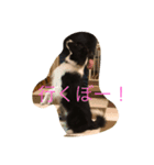 ボーダーコリーオレオ2（個別スタンプ：3）