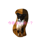 ボーダーコリーオレオ2（個別スタンプ：5）