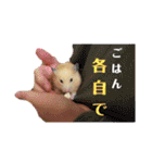 谷口きなこ2nd.（個別スタンプ：1）