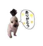 よーさん家のわんこ（個別スタンプ：4）