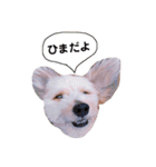 よーさん家のわんこ（個別スタンプ：5）