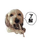 よーさん家のわんこ（個別スタンプ：7）