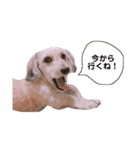 よーさん家のわんこ（個別スタンプ：8）