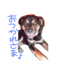 チビとら（個別スタンプ：1）