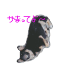 チビとら（個別スタンプ：2）