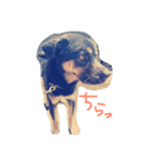 チビとら（個別スタンプ：5）
