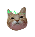 ねこ！ねこ！2（個別スタンプ：1）