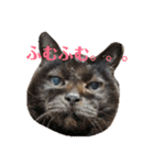 ねこ！ねこ！2（個別スタンプ：2）