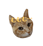 ねこ！ねこ！2（個別スタンプ：3）