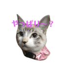 ねこ！ねこ！2（個別スタンプ：4）