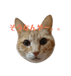 ねこ！ねこ！2（個別スタンプ：5）